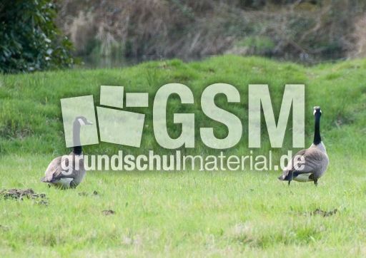 Kanadagans (8 von 15).jpg